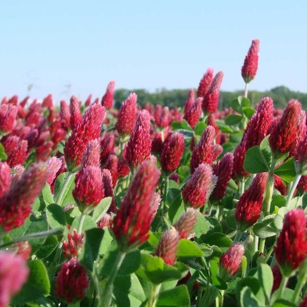 Green Manures Crimson Clover (Trifoi Incarnat) – 12.5 lei - LISTA SEMINTE DE VANZARE