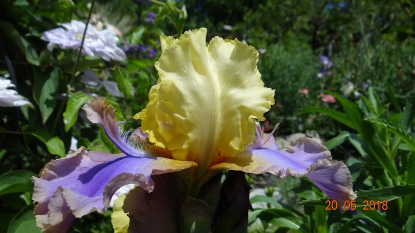 eticheta este Brindled Beauty - Irisi -partea I-a