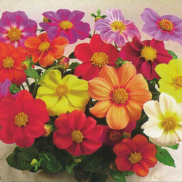 Dahlia Coltness Hybrids (Dalia Hibrida) - 9.9 lei - LISTA SEMINTE DE VANZARE