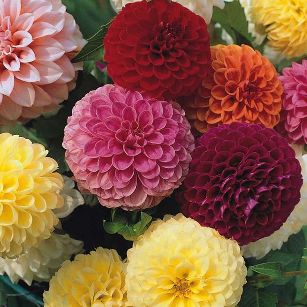 Dahlia Double Pompone (Dalie) - 10.1 lei - LISTA SEMINTE DE VANZARE