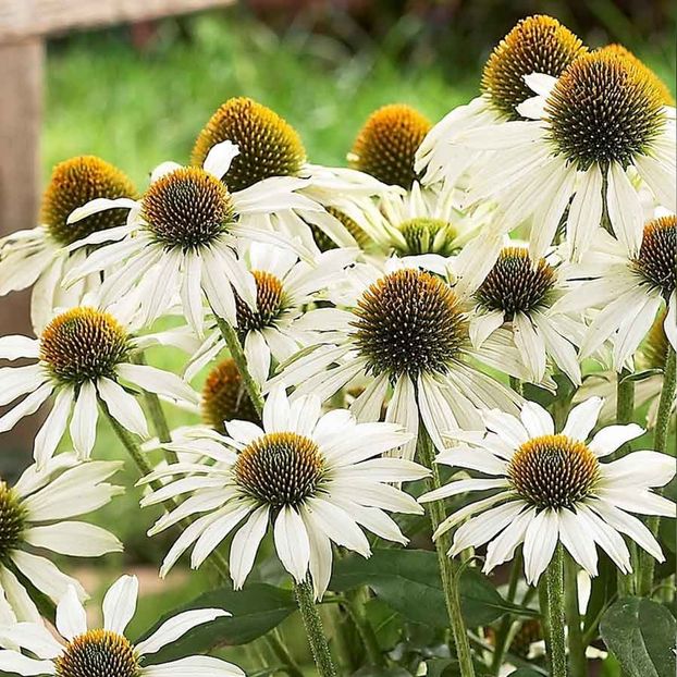 Echinacea White Swan Prima Donna (Echinacea) – 11.3 lei - LISTA SEMINTE DE VANZARE