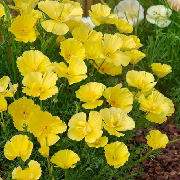 Eschscholtzia Butter Bush (Mac Californian) – 10.2 lei - LISTA SEMINTE DE VANZARE
