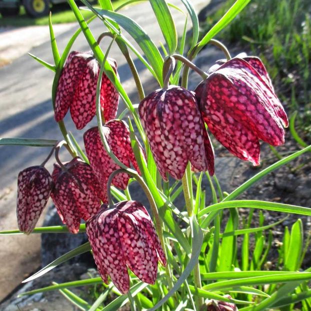 Fritillary - Fritillaria Meleagris (Lalea Pestrita) - 9.9 lei - LISTA SEMINTE DE VANZARE