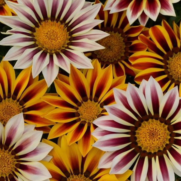 Gazania New Day Tiger Stripes (Gazanie) - 12.2 lei - LISTA SEMINTE DE VANZARE