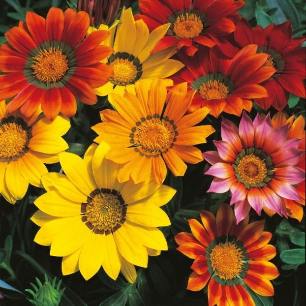 Gazania Splendens Mixed (Gazanie Mix) - 11.8 lei - LISTA SEMINTE DE VANZARE