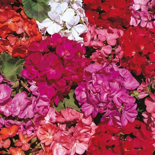 Geranium Country Garden (Muscata Anuala) - 11.8 lei - LISTA SEMINTE DE VANZARE