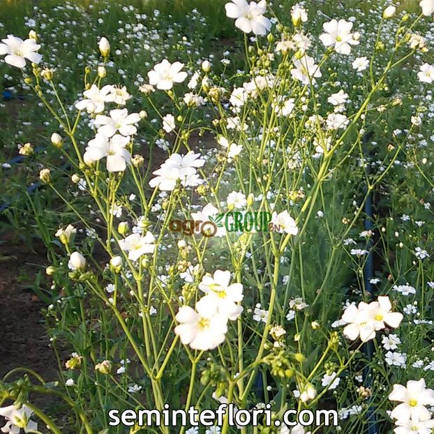 Gypsophila Paniculata (Floarea Miresei) – 9.2 lei - LISTA SEMINTE DE VANZARE