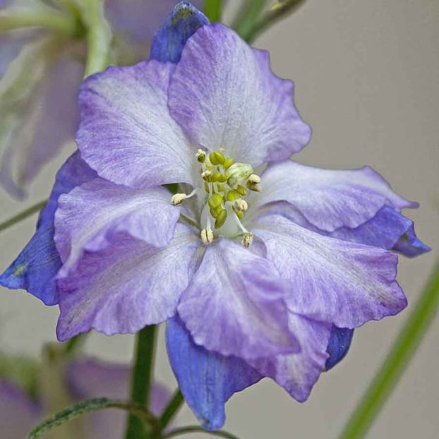 Larkspur Fancy Purple Picotee (Nemtisor) – 10.7 lei - LISTA SEMINTE DE VANZARE