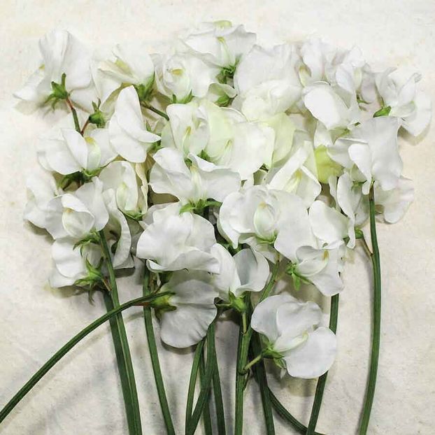 Sweet Pea Royal Wedding (Mazariche Parfumata) – 10.2 lei - LISTA SEMINTE DE VANZARE