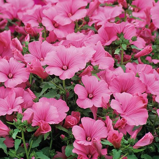 Lavatera Loveliness (Nalba de Gradina) – 9.4 lei - LISTA SEMINTE DE VANZARE