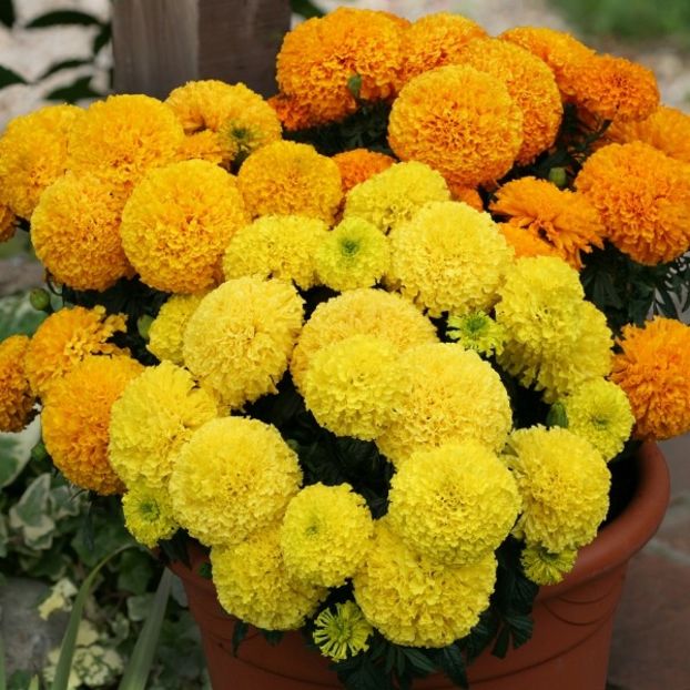 Marigold African Dune Mixed (Craite Mix) - 11.8 lei - LISTA SEMINTE DE VANZARE