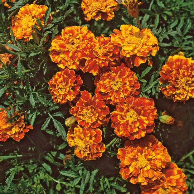 Marigold French Spanish Brocade (Craite) - 10.2 lei - LISTA SEMINTE DE VANZARE