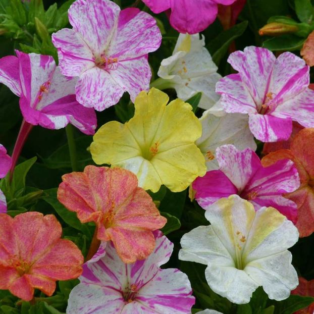 Mirabilis Jalapa Marbles Mixed (Noptita, Barba Imparatului) – 11.2 lei - LISTA SEMINTE DE VANZARE