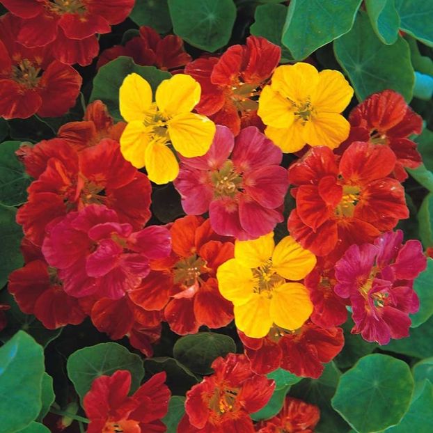 Nasturtium Jewel Mixed (Conduras, Nasturel) –  9.8 lei - LISTA SEMINTE DE VANZARE