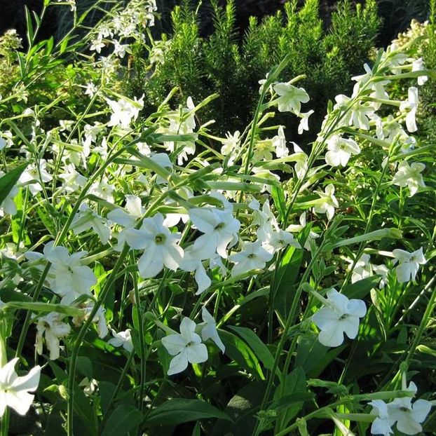 Nicotiana White Trumpets (Regina Noptii) - 10 lei - LISTA SEMINTE DE VANZARE