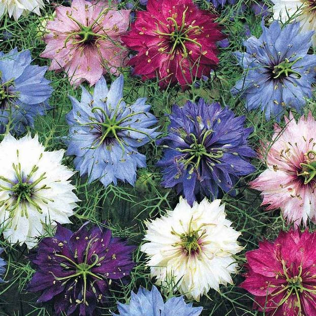 Nigella Persian Jewels Mixed (Negrilica) –  9.8 lei - LISTA SEMINTE DE VANZARE