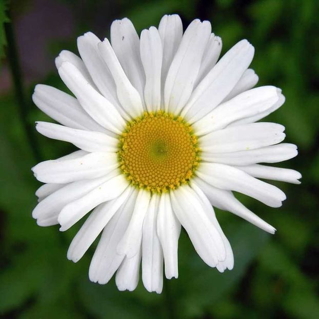 Oxeye Daisy Leucanthemum Vulgare (Margarete Albe) - 10.5 lei - LISTA SEMINTE DE VANZARE