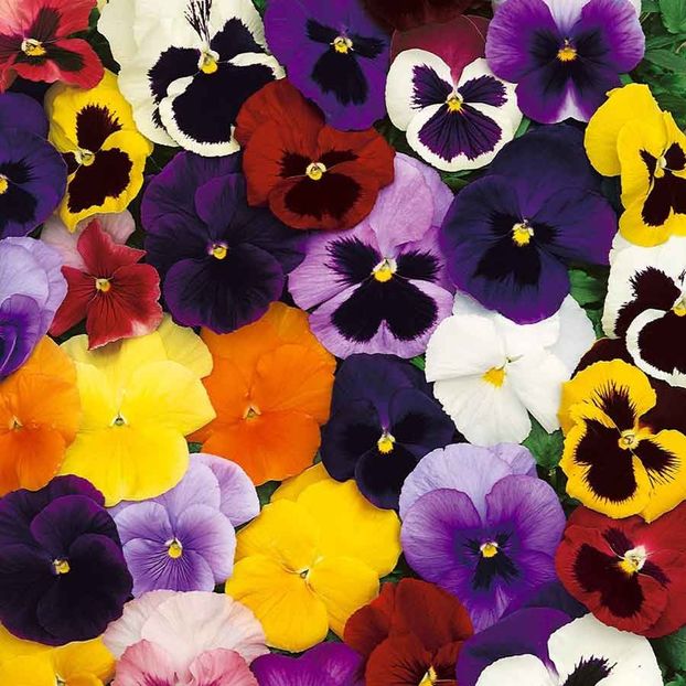 Pansy Winter Flowering Mixed (Panselute) – 10.2 lei - LISTA SEMINTE DE VANZARE