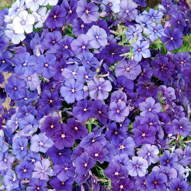 Phlox Moody Blues (Brumarele) – 11.5 lei - LISTA SEMINTE DE VANZARE