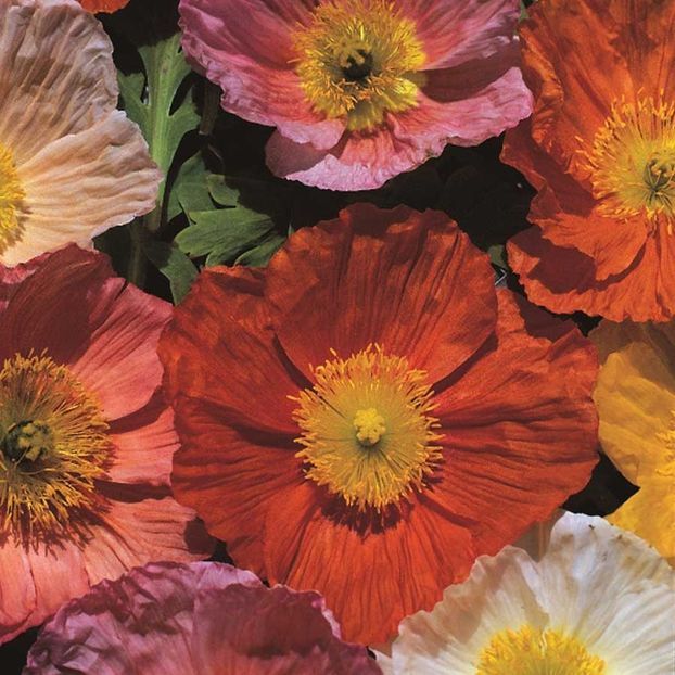 Poppy Iceland Giant (Mac Islandez) – 10.2 lei - LISTA SEMINTE DE VANZARE