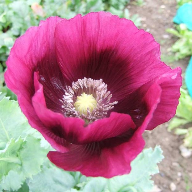 Poppy Papaver Somniferum Laurens Grape (Mac de Gradina) – 10.9 lei - LISTA SEMINTE DE VANZARE