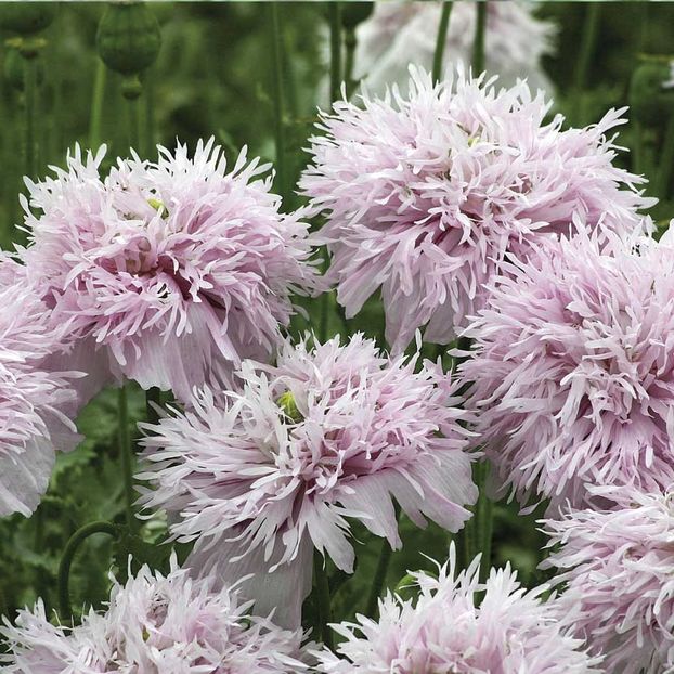 Papaver Somniferum Lilac Pom Pom (Mac Gigant) - 8.8 lei - LISTA SEMINTE DE VANZARE