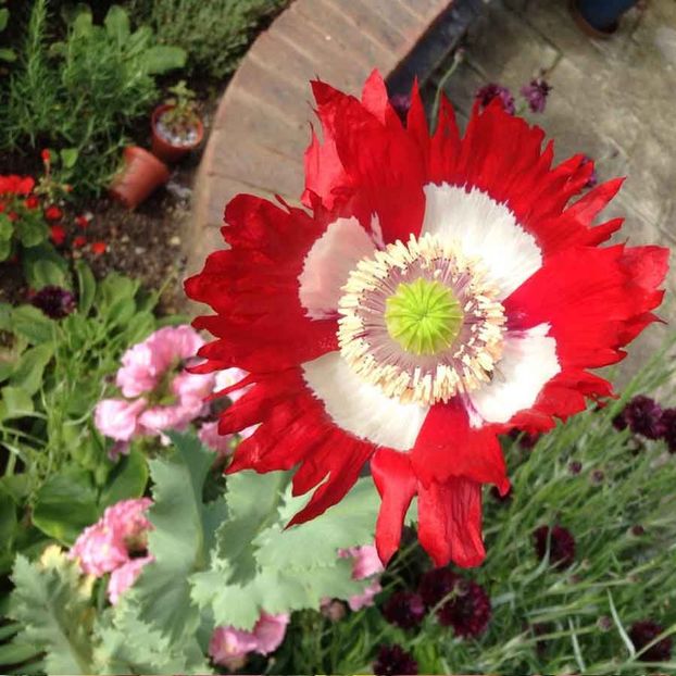 Papaver Victoria Cross (Mac) - 12 lei - LISTA SEMINTE DE VANZARE