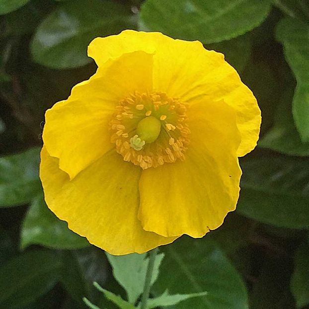 Poppy Welsh Meconopsis Cambrica (Mac Galben) - 10.1 lei - LISTA SEMINTE DE VANZARE