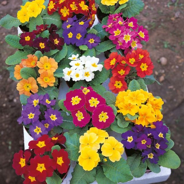 Primrose Mardigras Mixed (Primula de Seara) - 13 lei - LISTA SEMINTE DE VANZARE