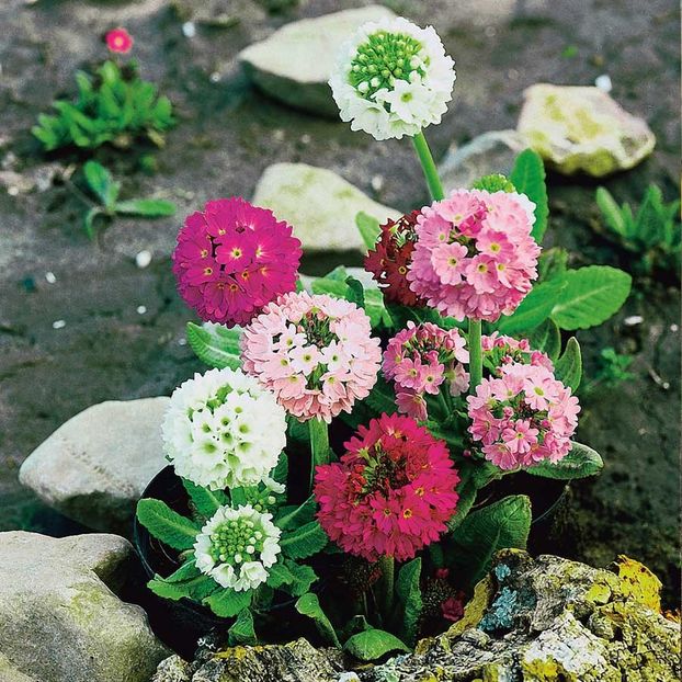 Primula Denticulata Drumstick Primula (Primule) - 12.4 lei - LISTA SEMINTE DE VANZARE