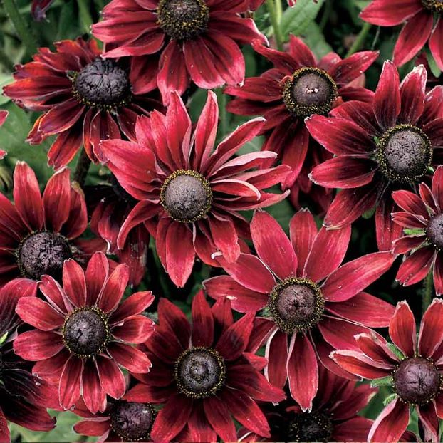 Rudbeckia Cherry Brandy (Margareta) – 10.0 lei - LISTA SEMINTE DE VANZARE