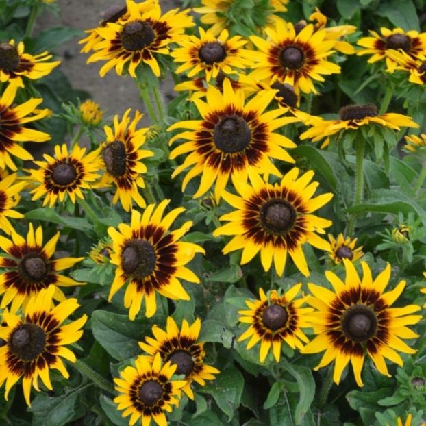 Rudbeckia Hirta Kelvedon Star (Margarete) - 9.5 lei - LISTA SEMINTE DE VANZARE