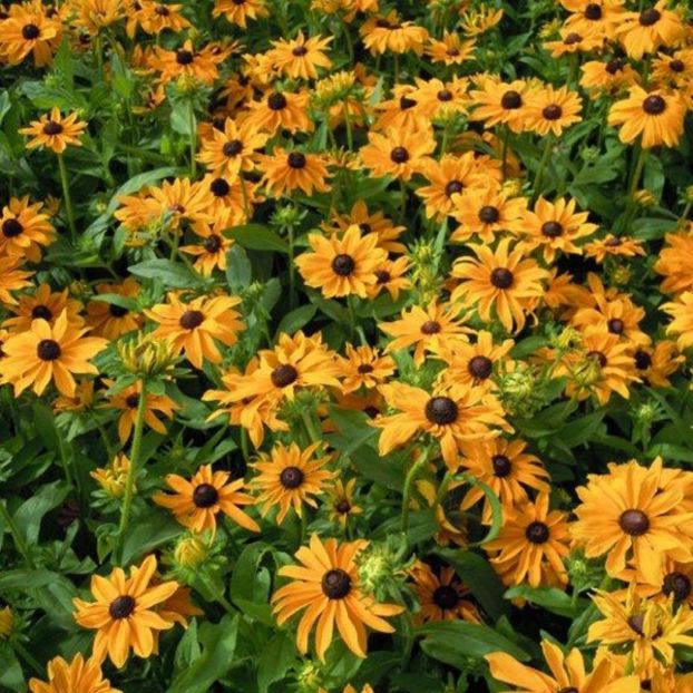 Rudbeckia Marmalade (Margareta) - 10.3 lei - LISTA SEMINTE DE VANZARE