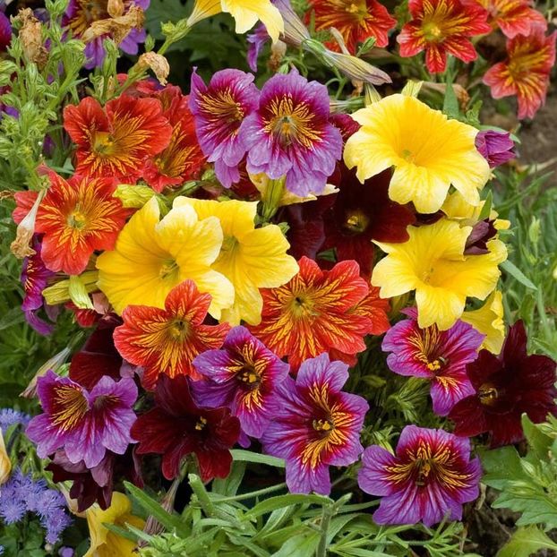 Salpiglossis Royal Mixed F1 (Trompetuta) - 12.5 lei - LISTA SEMINTE DE VANZARE