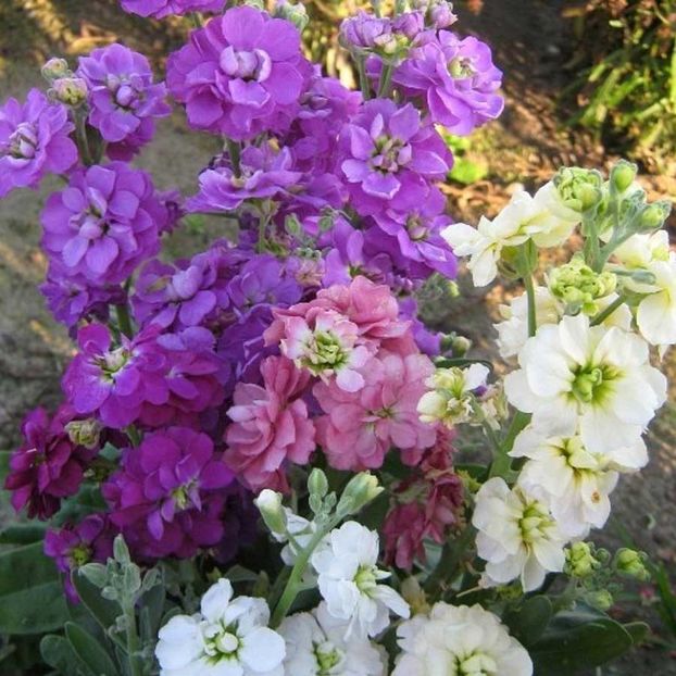 Stock Dwarf Ten Week Mixed (Micsunele, Mixandre) - 9 lei - LISTA SEMINTE DE VANZARE