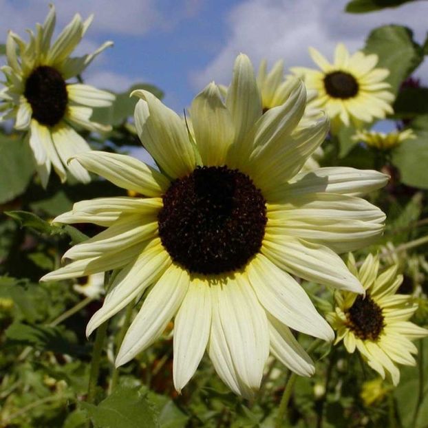 Sunflower Vanilla Ice (Floarea Soarelui) – 9.6 lei - LISTA SEMINTE DE VANZARE