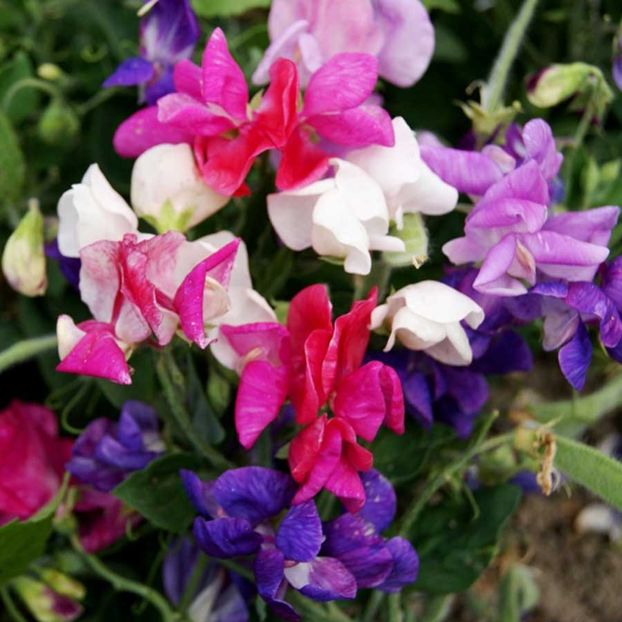 Sweet Pea Cupid Mixed (Mazariche Parfumata) – 9.6 lei - LISTA SEMINTE DE VANZARE