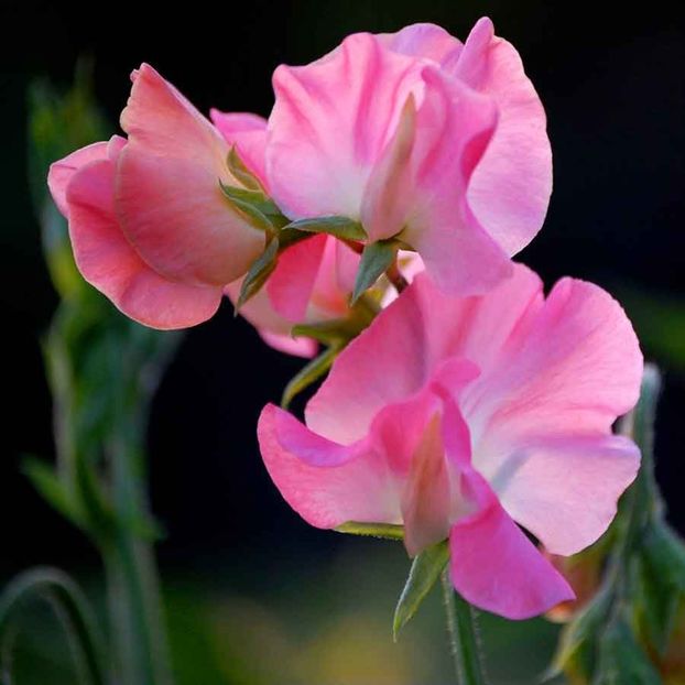 Sweet Pea Mrs Bolton (Mazariche Parfumata) - 9.8 lei - LISTA SEMINTE DE VANZARE