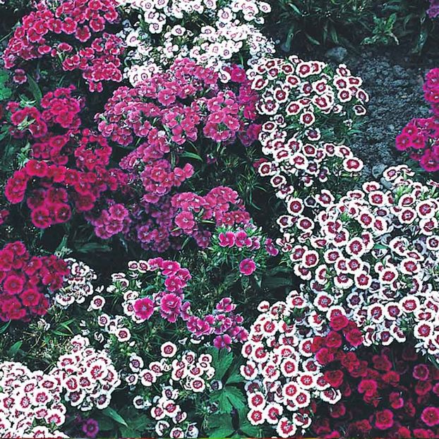 Sweet William Indian Carpet (Garofite Turcesti) - 10.5 lei - LISTA SEMINTE DE VANZARE
