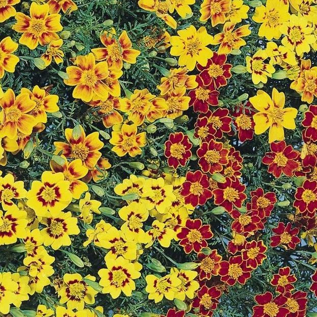 Tagetes Starfire (Craite)  – 10.4 lei - LISTA SEMINTE DE VANZARE