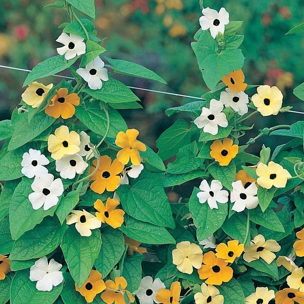 Thunbergia Alata Mixed Black Eyed Suzie (Suzana cu Ochi Negri) – 10.2 lei - LISTA SEMINTE DE VANZARE