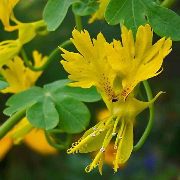 Canary Creeper Tropaeolum Peregrinum (Condurasi) - 10.6 lei - LISTA SEMINTE DE VANZARE