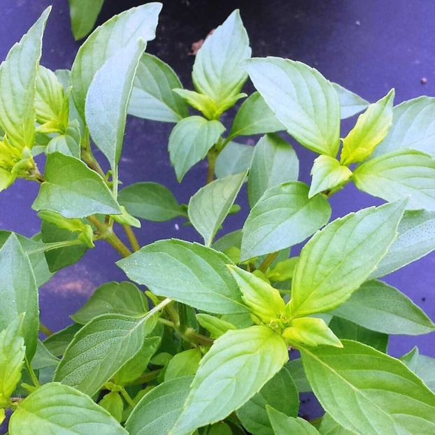 Basil Lemon (Busuioc Lamaios) – 10.9 lei - LISTA SEMINTE DE VANZARE