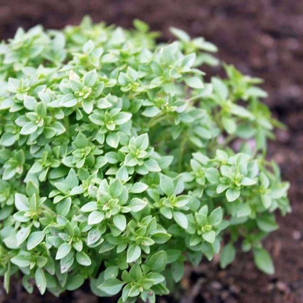 Basil Greek (Busuioc Grecesc) – 10.9 lei - LISTA SEMINTE DE VANZARE