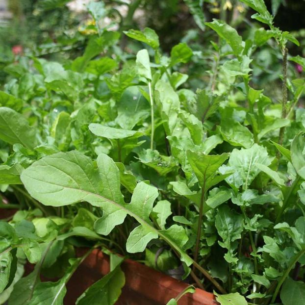 Salad Rocket (Rucola, Voinicica) - 10.9 lei - LISTA SEMINTE DE VANZARE