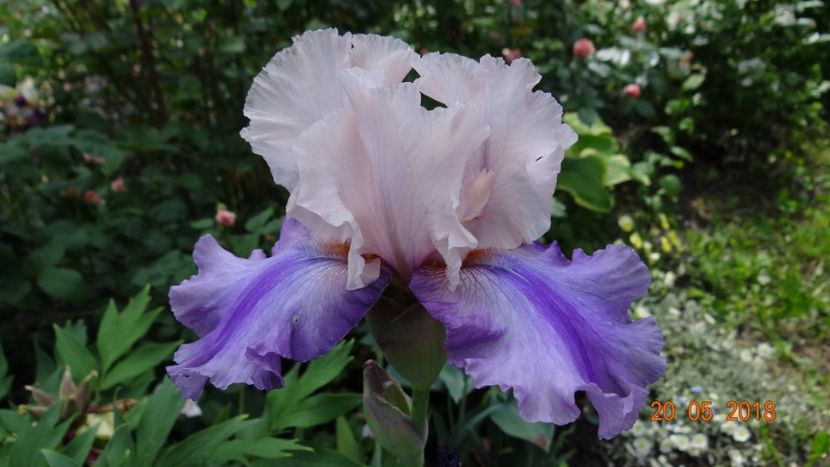 Florentine Silk -12 - Irisi disponibili