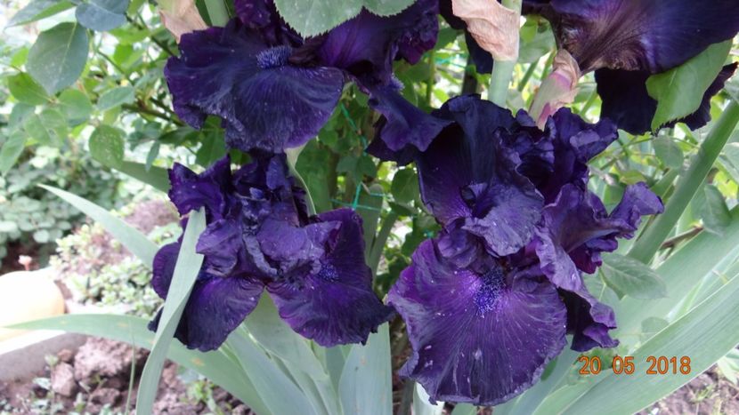Obsidian -15 - Irisi disponibili