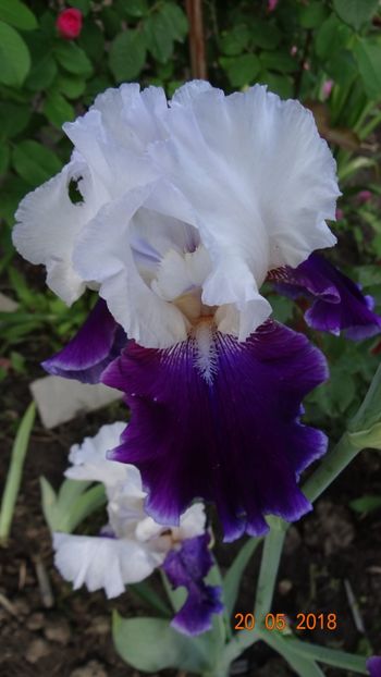 Snowcap - Irisi -partea a II-a