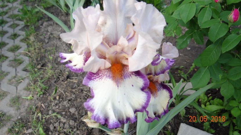 Clownerie - Irisi -partea a II-a