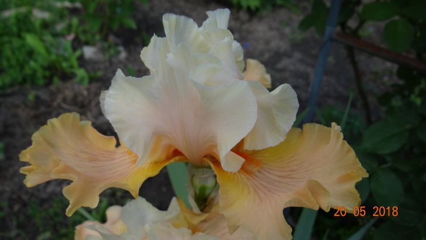  - Irisi -partea a II-a